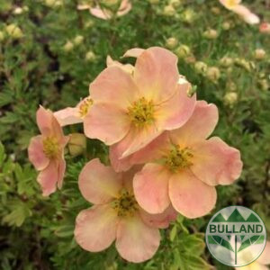 Потентила, Potentilla fruticosa 'Daydawn'