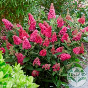 Рубинено червена Будлея, Buddleja dav. Butterfly Candy Little Ruby,конт. 1 л.