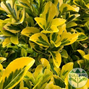 Evonymus Aurea, Euonymus Japonica Aurea
