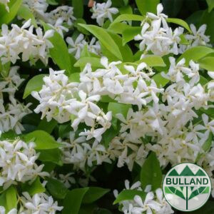 Жасмин, Trachelospermum Jasminoides