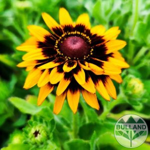 Рудбекия, Rudbeckia hirta pawnee spirit gold black eye