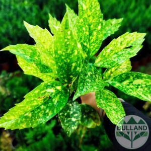 Аукуба Японика, Aucuba jap. Crotonifolia