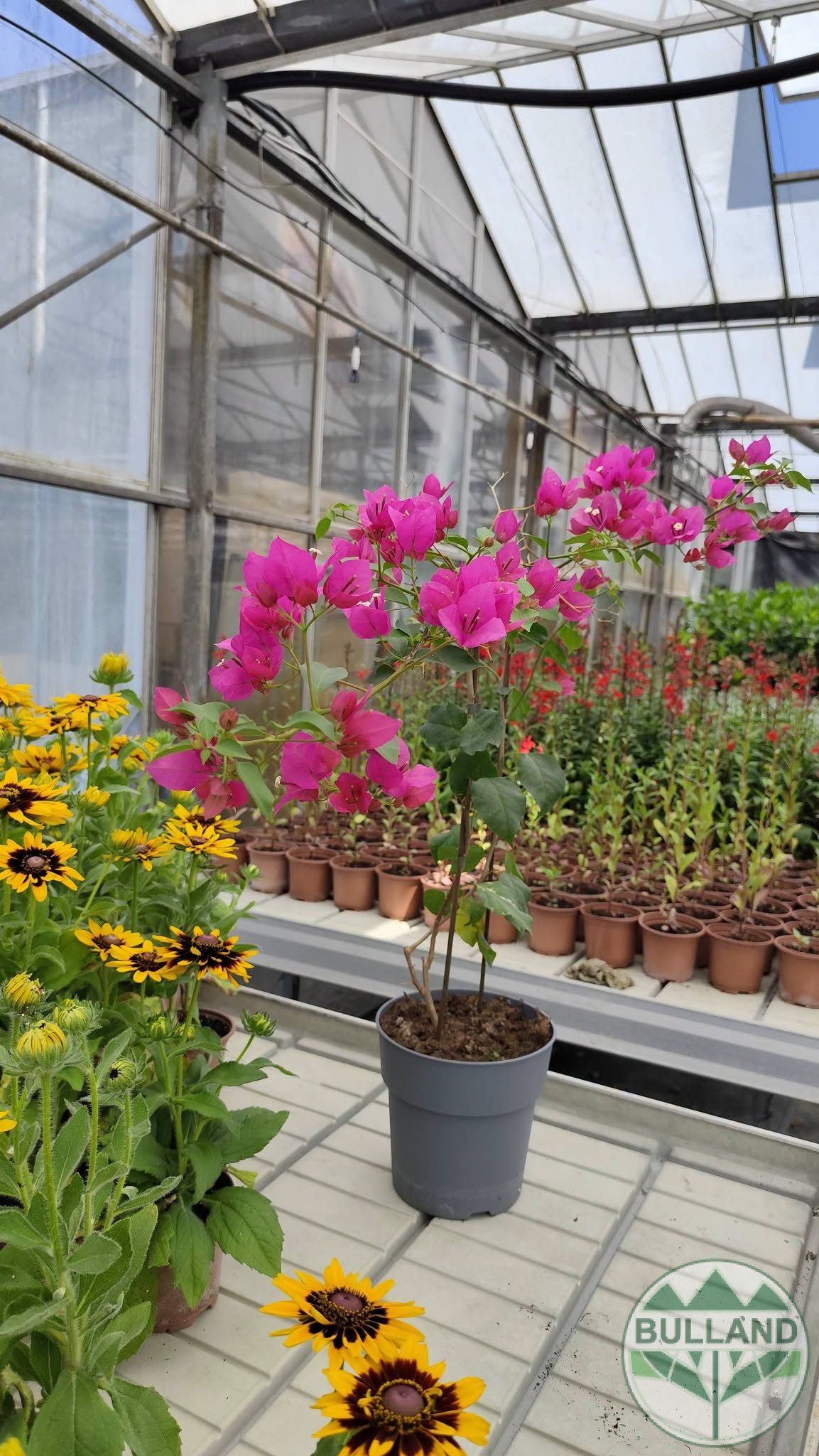 Бугенвилея, Bougainvillea, контейнел 3 л. - Image 7