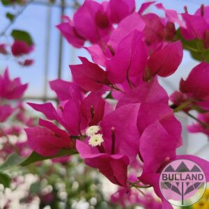 Бугенвилея, Bougainvillea, контейнел 3 л.