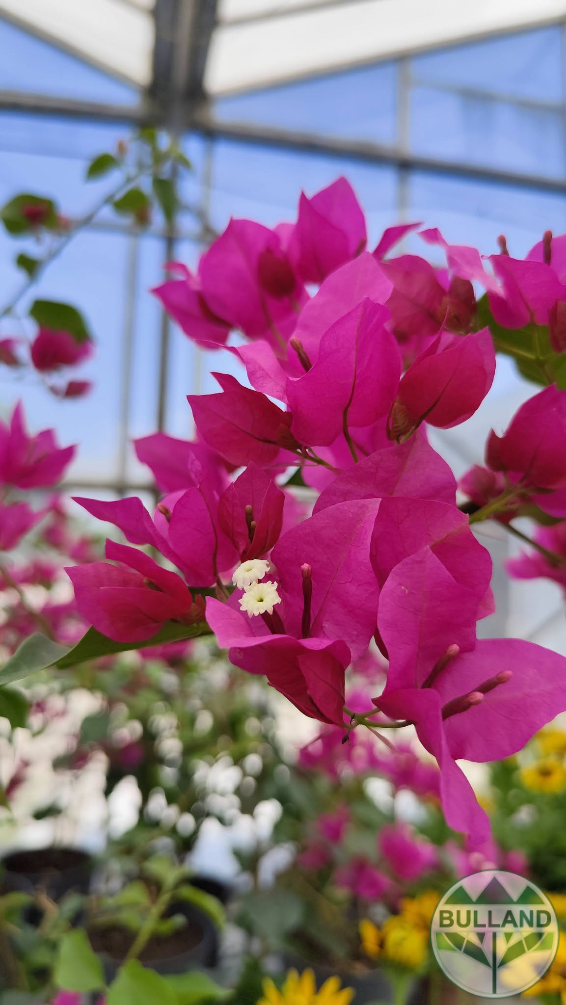 Бугенвилея, Bougainvillea, контейнел 3 л.