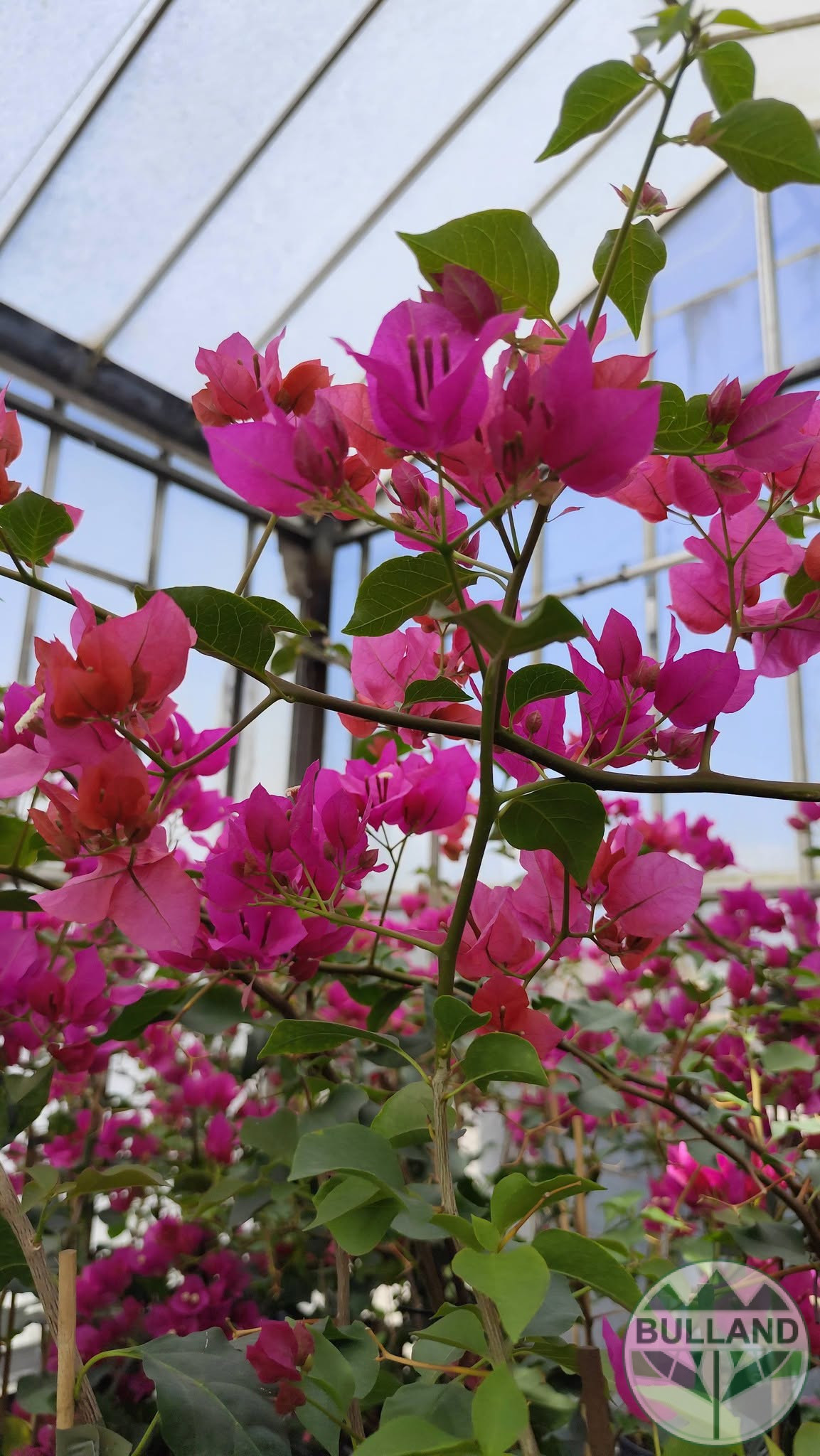 Бугенвилея, Bougainvillea, контейнел 3 л. - Image 6