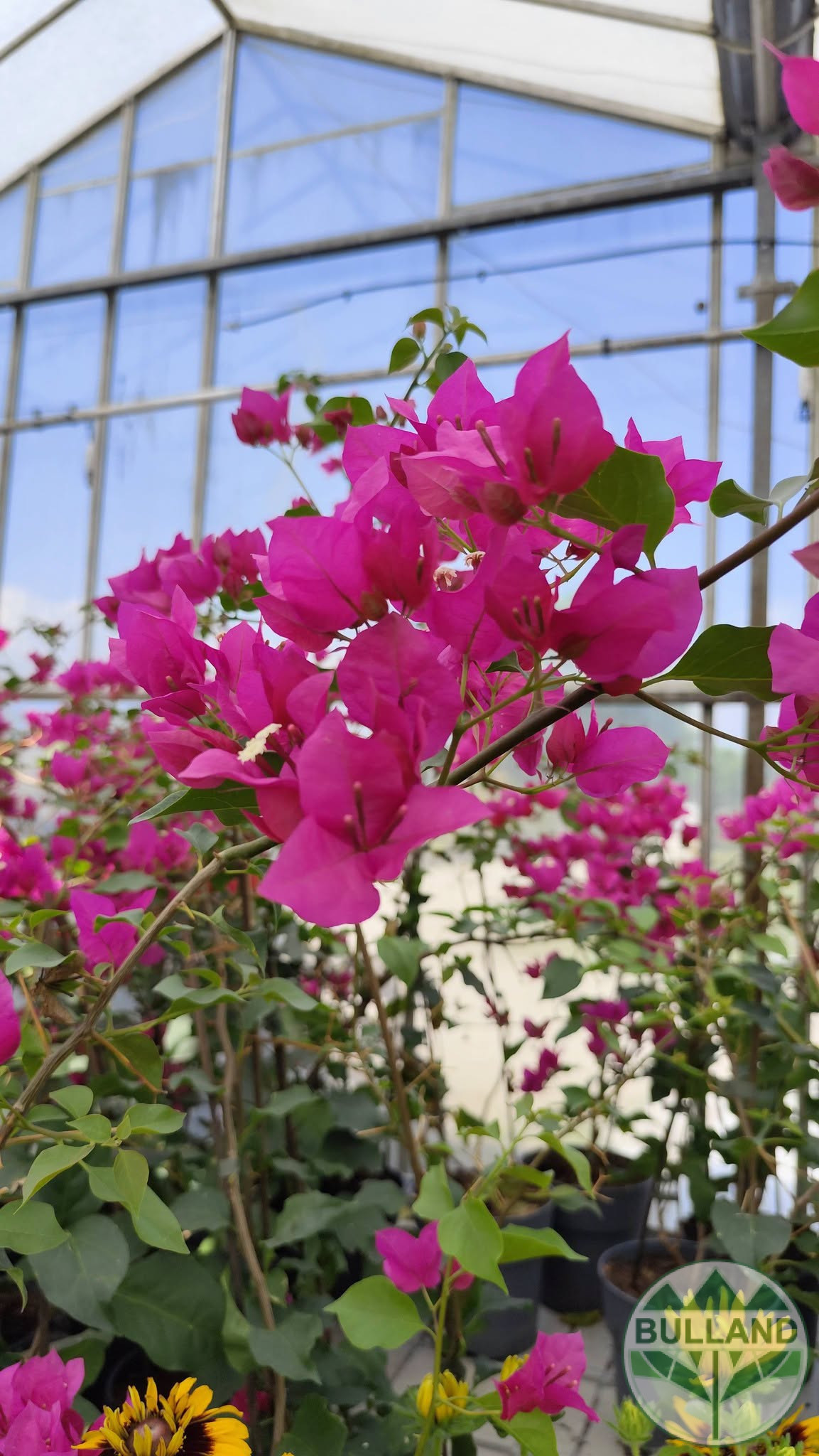 Бугенвилея, Bougainvillea, контейнел 3 л. - Image 5