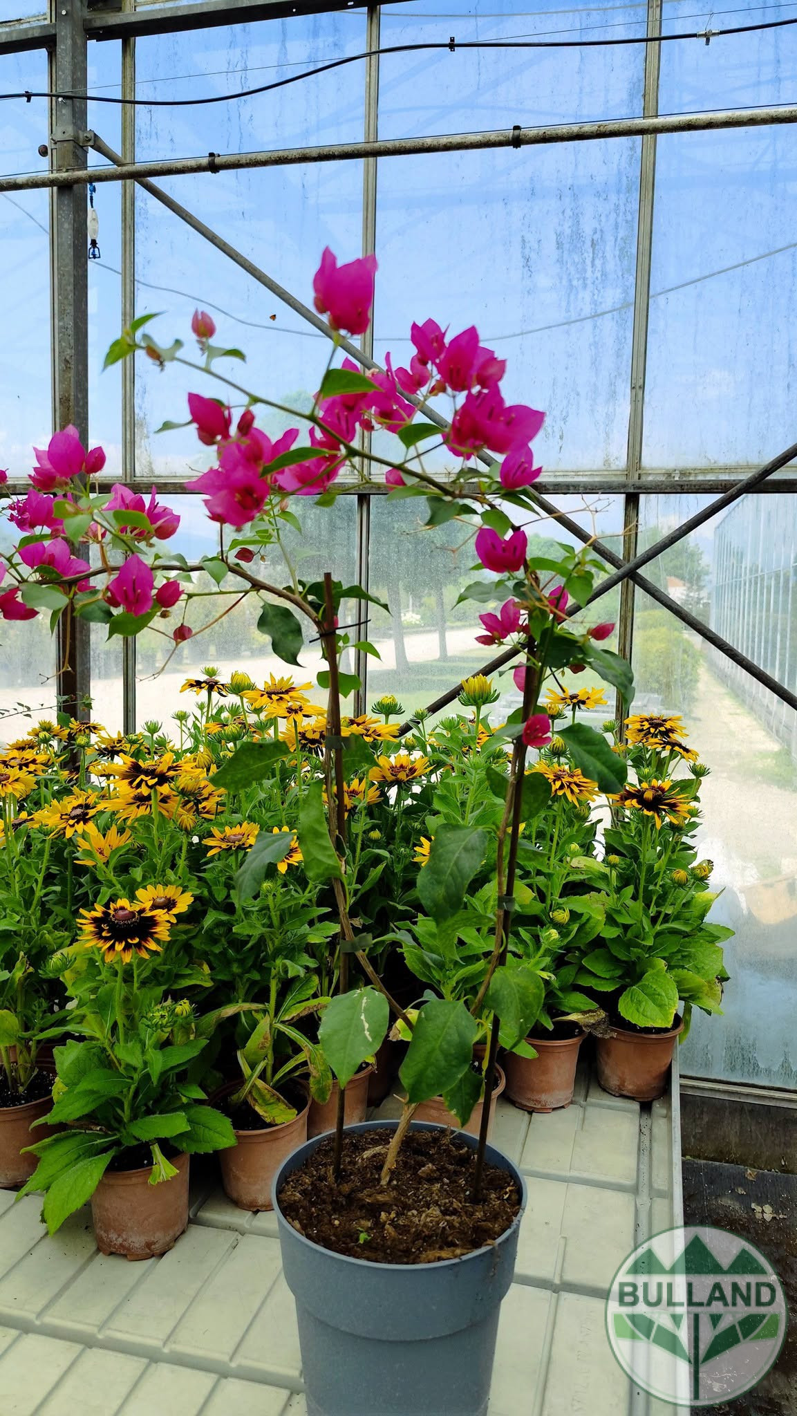 Бугенвилея, Bougainvillea, контейнел 3 л. - Image 4