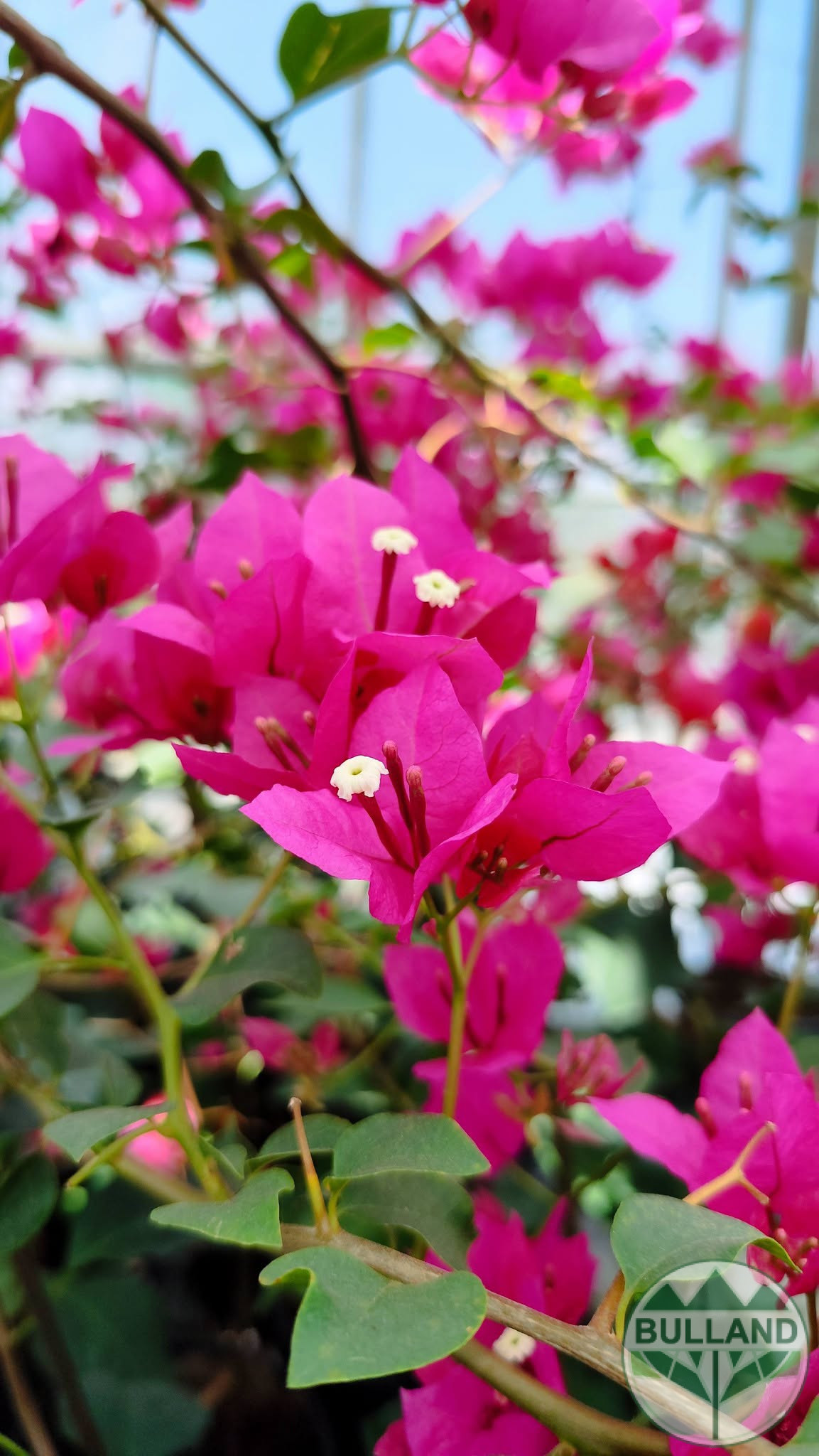 Бугенвилея, Bougainvillea, контейнел 3 л. - Image 3