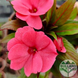Импатиенс микс, Impatiens , конт. 1 л