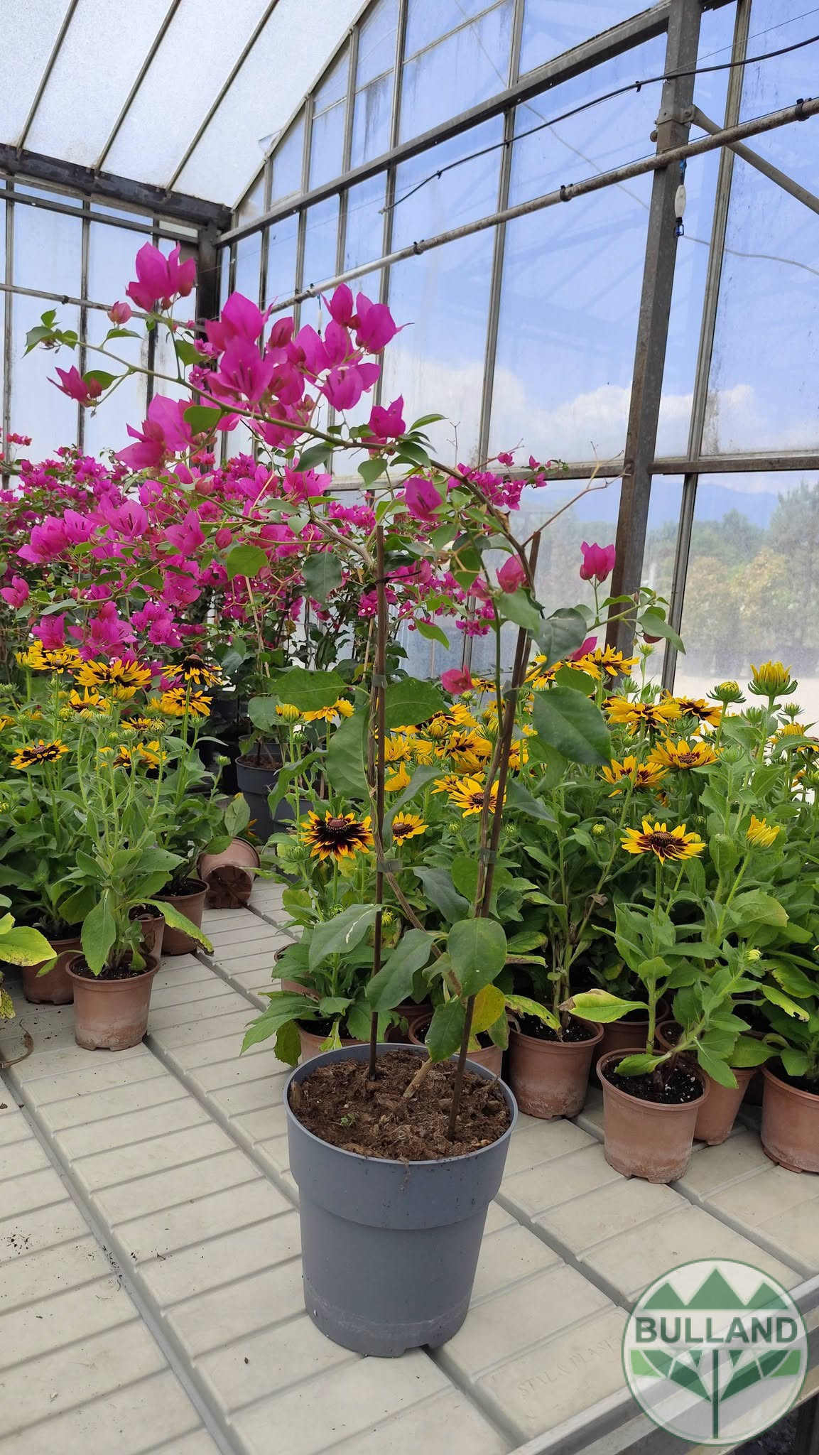 Бугенвилея, Bougainvillea, контейнел 3 л. - Image 2