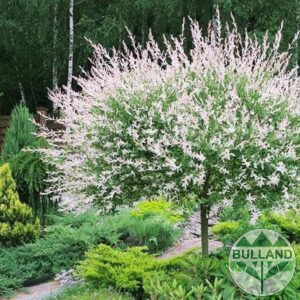 Пъстролистна върба дърво, Salix Hakuro Nishiki, Щамб 180 см
