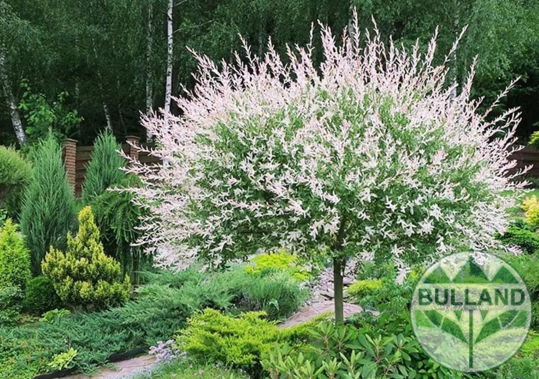 Пъстролистна върба дърво, Salix Hakuro Nishiki, Щамб 180 см