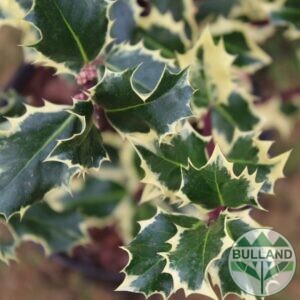 Джел, Илекс "Сребърна Кралица", Ilex aquifolium "Silver Queen", конт. 3 л.