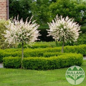 Пъстролистна върба дърво, Salix Hakuro Nishiki, Щамб 80 см