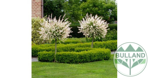 Пъстролистна върба дърво, Salix Hakuro Nishiki, Щамб 80 см