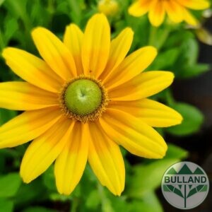 Рудбекия Слънцето на прерията, Rudbeckia Prairie sun