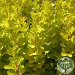 Берберис Мария, Berberis thunbergii ‘Maria', конт. 1 л