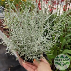 Къри, Helichrysum italicum, конт. 1 л.