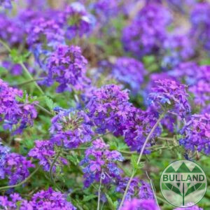 Вербена канадска 'Хоумстед Пърпъл', Verbena canadensis Homestead Purple, конт. 1 л.