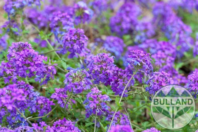 Вербена канадска 'Хоумстед Пърпъл', Verbena canadensis Homestead Purple, конт. 1 л.
