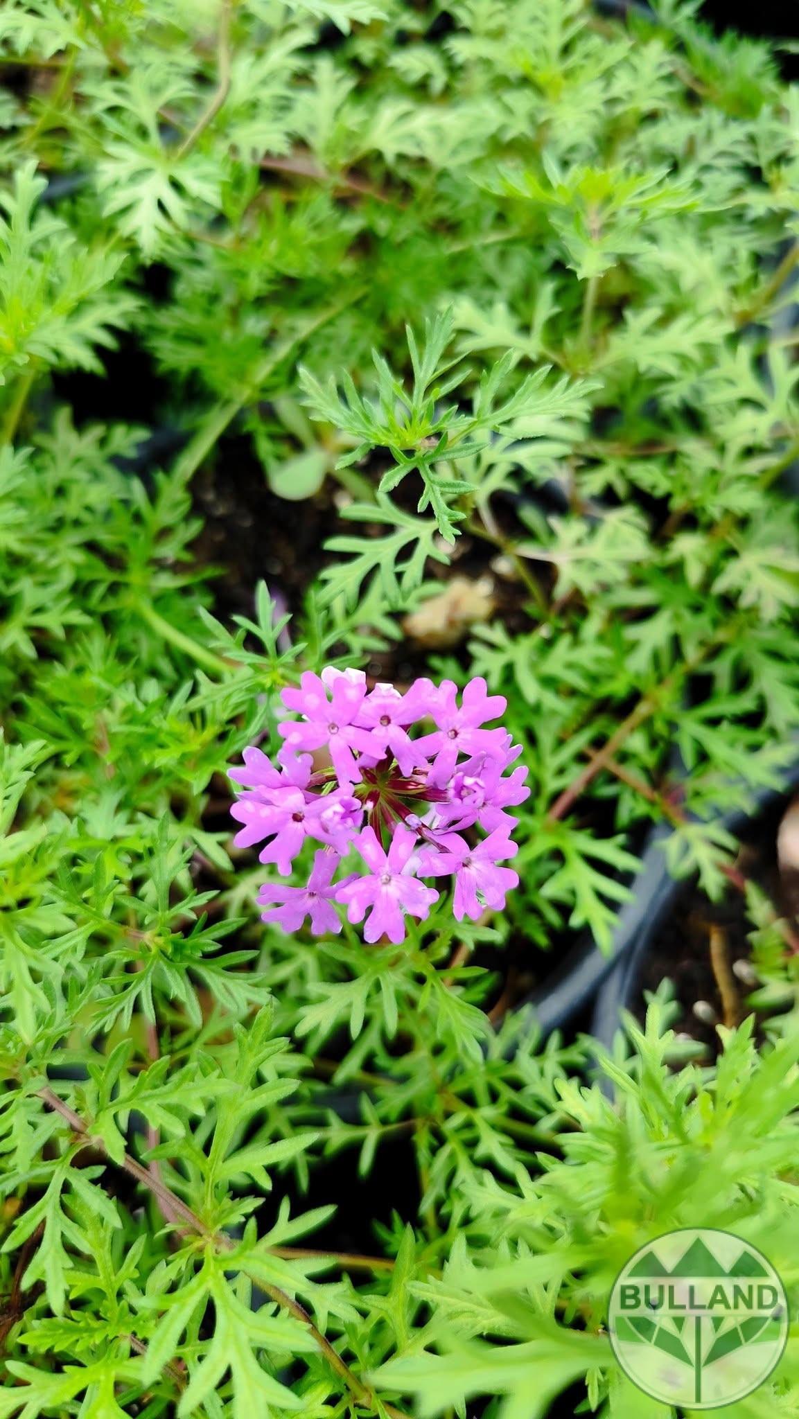 Вербена канадска 'Хоумстед Пърпъл', Verbena canadensis Homestead Purple, конт. 1 л. - Image 4