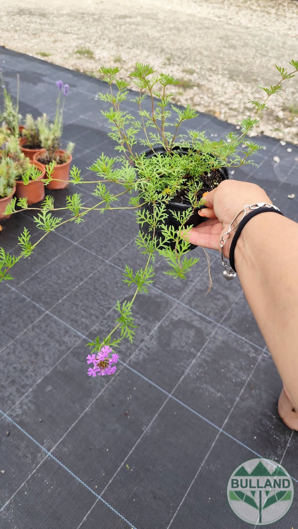 Вербена канадска 'Хоумстед Пърпъл', Verbena canadensis Homestead Purple, конт. 1 л. - Image 5