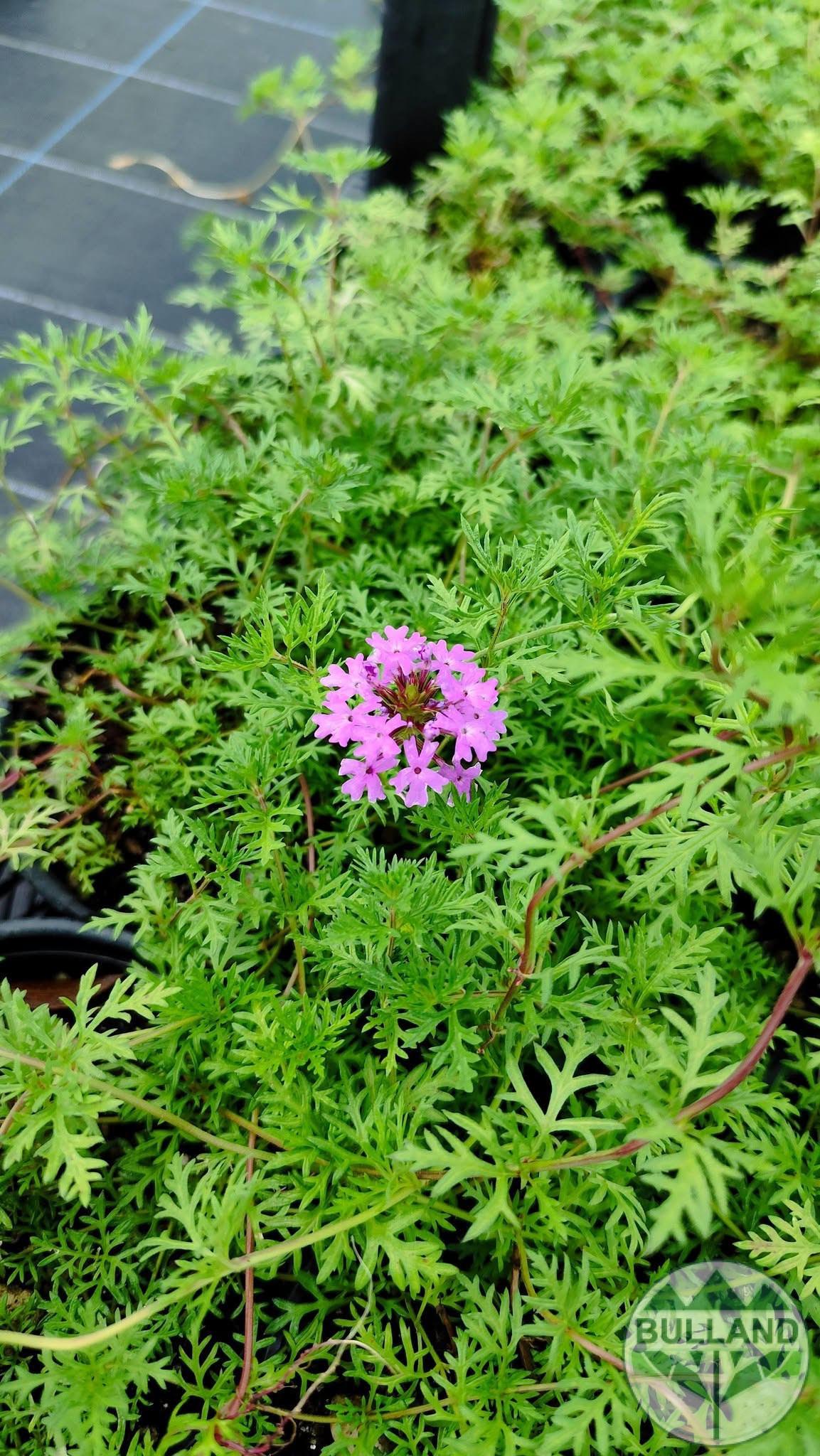 Вербена канадска 'Хоумстед Пърпъл', Verbena canadensis Homestead Purple, конт. 1 л. - Image 3
