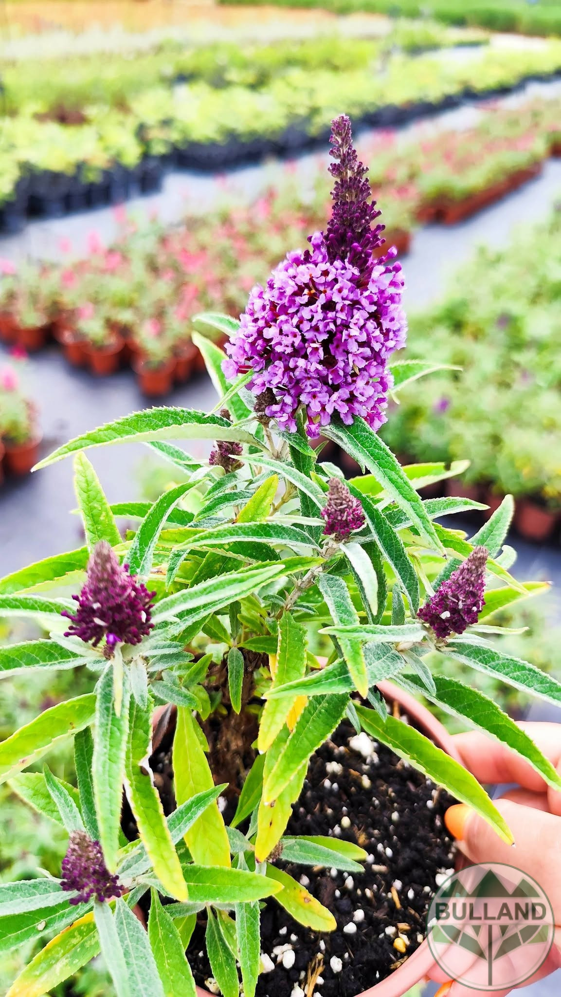 Будлея „Малка сладка пеперуда“, Buddleja dav. „Butterfly Candy Little Sweetheart“, конт.1 л - Image 4