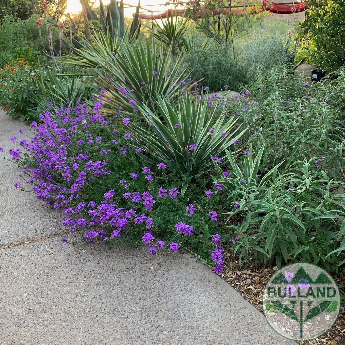 Вербена канадска 'Хоумстед Пърпъл', Verbena canadensis Homestead Purple, конт. 1 л. - Image 2