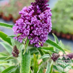 Будлея „Малка сладка пеперуда“, Buddleja dav. „Butterfly Candy Little Sweetheart“, конт.1 л