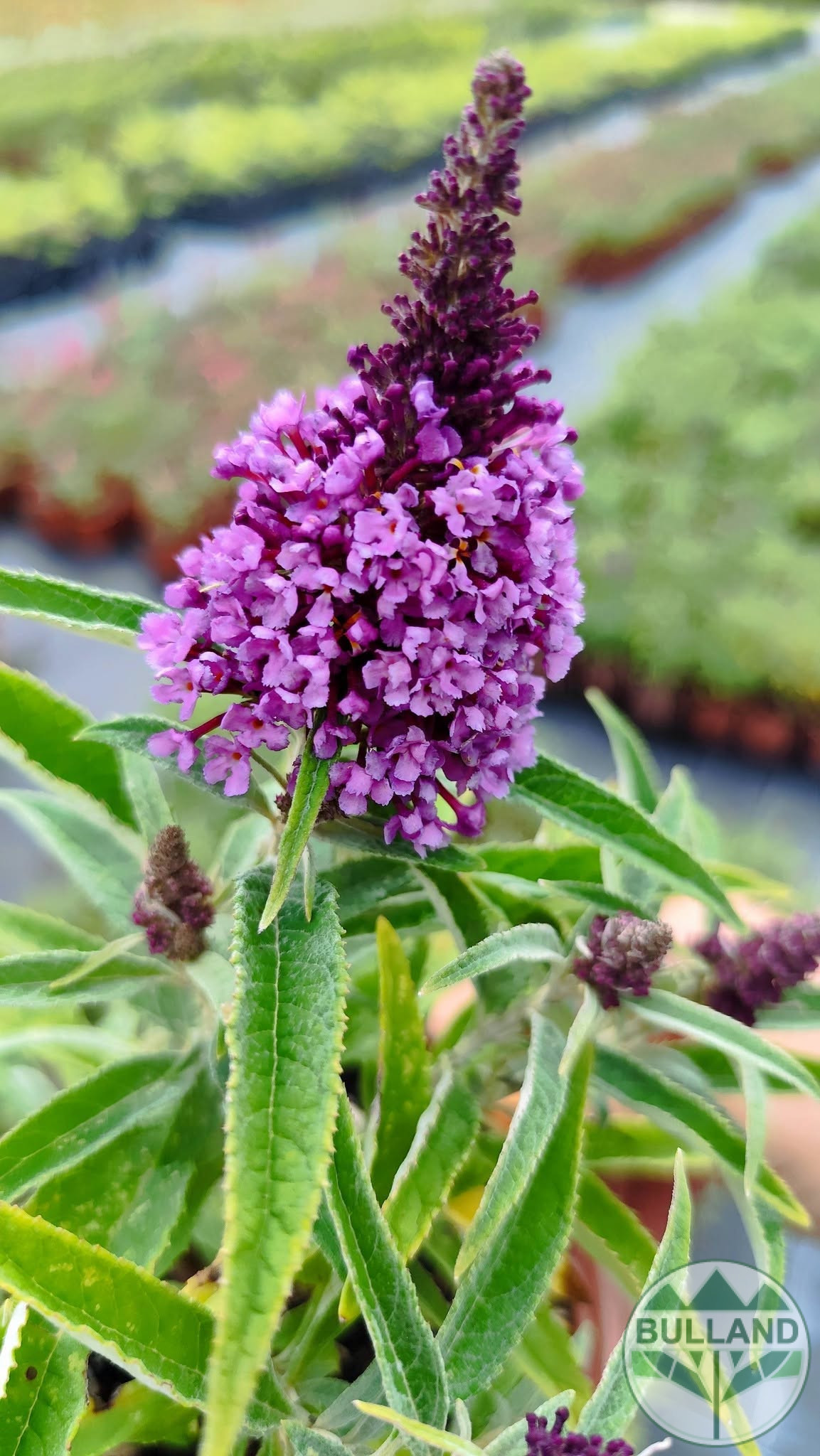 Будлея „Малка сладка пеперуда“, Buddleja dav. „Butterfly Candy Little Sweetheart“, конт.1 л