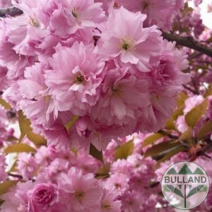 Японска Вишна Канзан, Сакура, Prunus Serrulata Kanzan