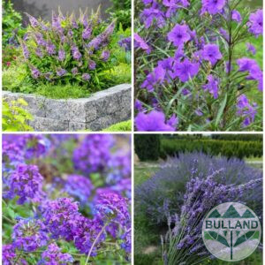 Promo package from 4 No. cold-resistant plants in purple