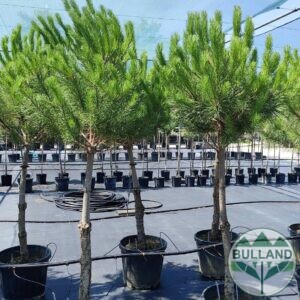 Пиния, Pinus Pinea, височина 180/200