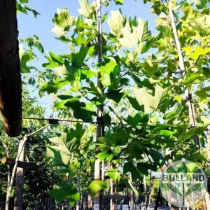 Лиродендрон, Liriodendron, височина 250/300 см
