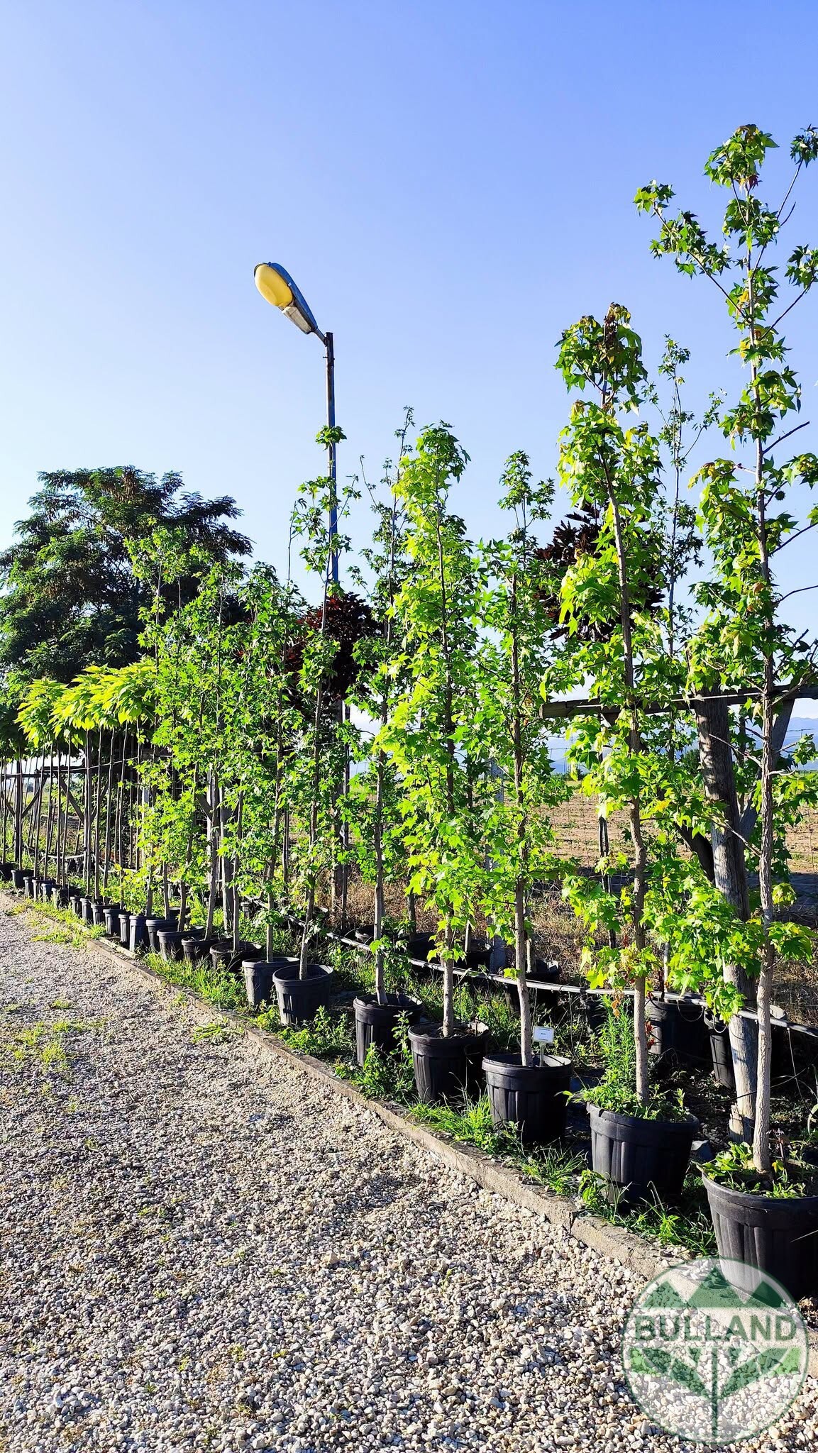 Ликвидамбър колона, Амброво дърво, Liquidambar, Височина 250/300 см - Image 2