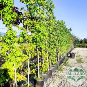 Ликвидамбър колона, Амброво дърво, Liquidambar, Височина 250/300 см