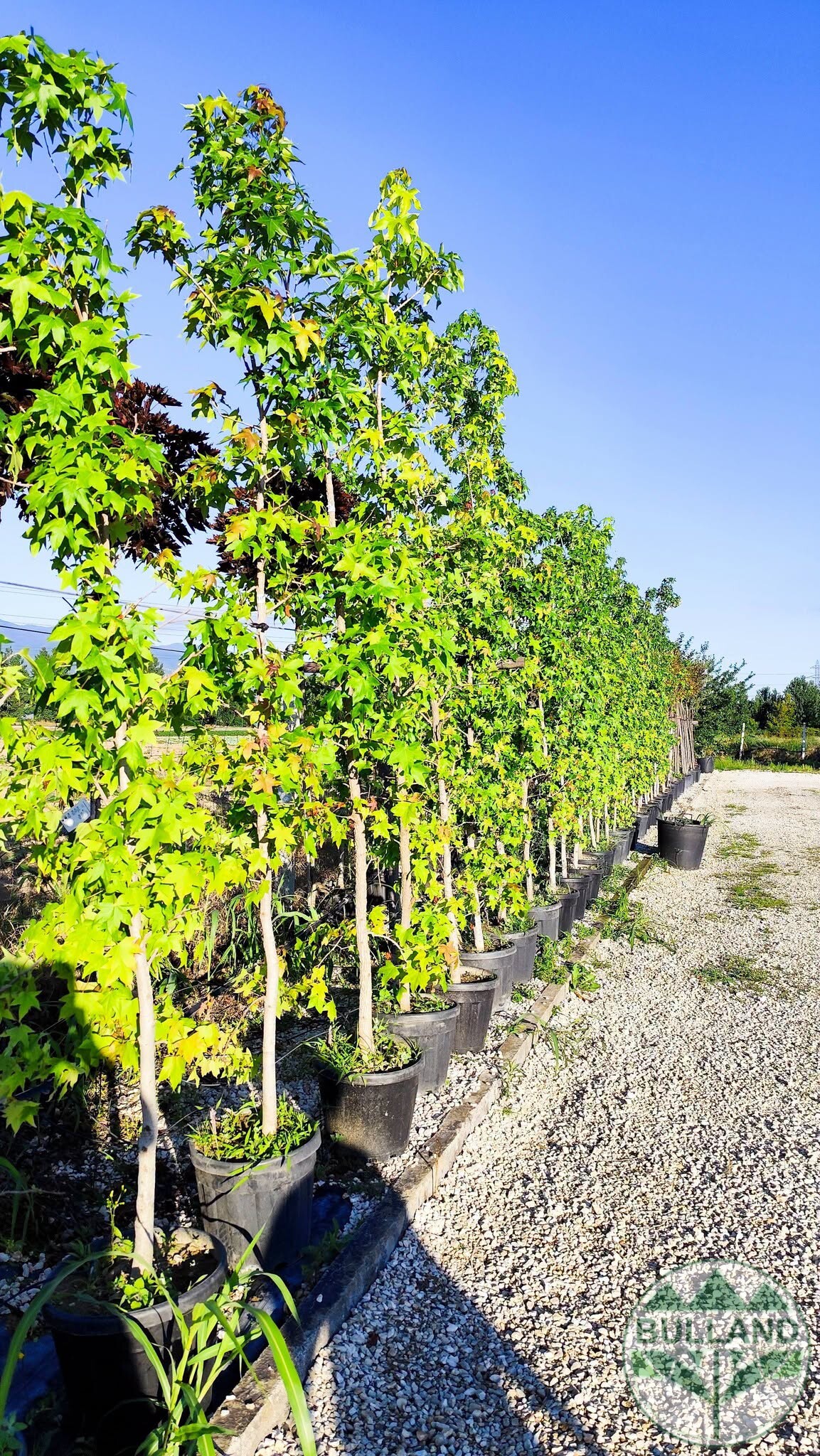 Ликвидамбър колона, Амброво дърво, Liquidambar, Височина 250/300 см