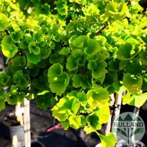 Гинко билоба дръвче, Ginkgo biloba, щамб 120 см