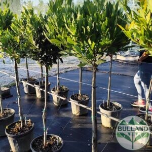 Дафинов лист дръвче, Lauraceae, височина около 120/150 см