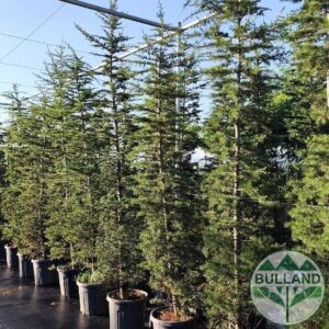 Ливанският кедър, Cedrus libani, височина 250/300 см