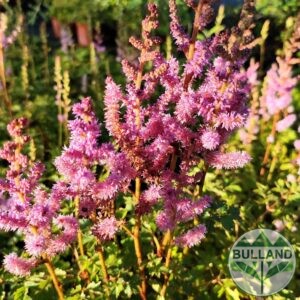 Астилбе, Astilbe, конт. 1 л.