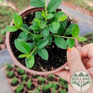 Котонеастър Дамери Мажор, Cotoneaster Dammeri Major, cont. 1 l.
