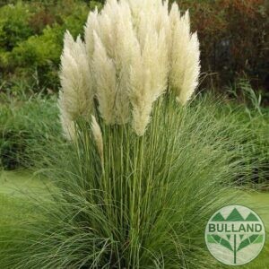 Пампаска трева бяла, Cortaderia, Cortaderia Sellona, cont. 5l, height 80/100 cm