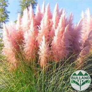Пампаска трева розова, Cortaderia Sellona Roseа, cont. 5 l, height 80/100 cm