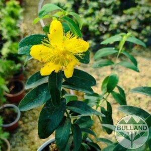 Хиперикум, Hypericum, конт. 1 л.