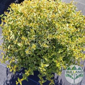Абелия "Калейдоскоп", Abelia kaleidoscope, диаметър  50/60 cm