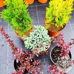 Promo package from 5 pc cold resistant plants