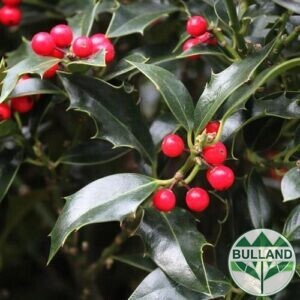 Илекс "Аляска", Ilex aquifolium "Alaska", конт. 1 л.